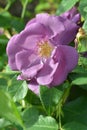 Purple rose flower close-up photo with blurred dark green background. Stock photo of gentle blooming plant Royalty Free Stock Photo