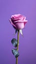 Purple rose flower story wallpaper isolated purple background