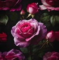 purple rose flower on a dark background Royalty Free Stock Photo