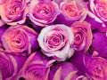 Purple Rose Flower In A Floral Bouquet For Gift Of Love, Background And Texture