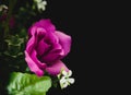 Purple Rose Flower