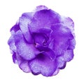 Purple rose flower on white isolated background with clipping path no shadows. Rose with drops of water on the petals. Closeup. Royalty Free Stock Photo