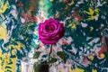 Purple rose in a glass vase with water droplets on the petals on a colorful background. Royalty Free Stock Photo