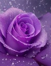 Purple rose with green leaves There are water droplets on the petals Royalty Free Stock Photo