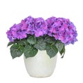 Purple and rose hydrangea, isolated Royalty Free Stock Photo