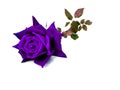 Purple rose isolated on white background. Royalty Free Stock Photo