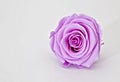 Purple rose isolated on white