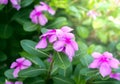 Purple Rose Periwinkle in Flower Garden Royalty Free Stock Photo