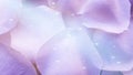 Purple rose petals floral sparkling background