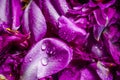 Purple rose petals close-up. pink petals of peonies on a black background in drops of water. dew on the flowers. Royalty Free Stock Photo