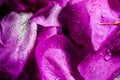Purple rose petals close-up. pink petals of peonies on a black background in drops of water. dew on the flowers. Royalty Free Stock Photo