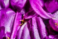 Purple rose petals close-up. pink petals of peonies on a black background in drops of water. dew on the flowers. Royalty Free Stock Photo