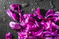 Purple rose petals close-up. pink petals of peonies on a black background in drops of water. dew on the flowers. Royalty Free Stock Photo