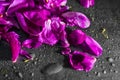 Purple rose petals close-up. pink petals of peonies on a black background in drops of water. dew on the flowers. Royalty Free Stock Photo