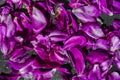 Purple rose petals close-up. pink petals of peonies on a black background in drops of water. dew on the flowers. Royalty Free Stock Photo