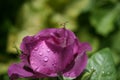 Purple rose and and an unexpected guest 2