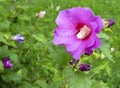 Purple rose of Sharon Hibiscus Syriacus Royalty Free Stock Photo