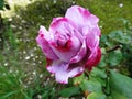 Purple rose in the spring garden