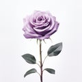 Romantic Lavender Rose On White Stock Background - Realistic Surrealism