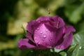 Purple rose and and an unexpected guest 1