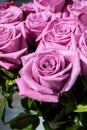 Purple rose with water drops. Romantic purple rose with drops of water. Royalty Free Stock Photo