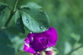 Purple rose with water drops. Rose flower in drops closeup in bl