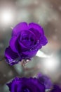 Purple rose with water drops. Rose flower in drops closeup in bl Royalty Free Stock Photo