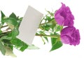 Purple roses with blank love note Royalty Free Stock Photo