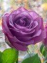 Purple roses in a glass vase. Beautiful bokeh. Soft focus