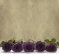 Purple roses on a rustic stone background Royalty Free Stock Photo