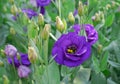 Purple Rosita Lisianthus,tulip gentian, texas blue bell Royalty Free Stock Photo