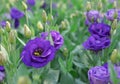 Purple Rosita Lisianthus is blooming in botanical garden Royalty Free Stock Photo