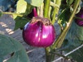 Purple round eggplant hanging on tree in the garden . Tuscany, Italy