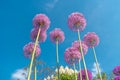 Purple round flowers of giant onion in the garden at blue sky background, summer Royalty Free Stock Photo