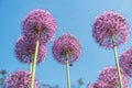 Purple round flowers of giant onion in the garden