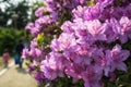 Purple royal azalea blooming