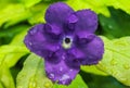 Purple rubiaceae. Royalty Free Stock Photo