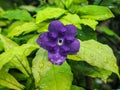 Purple Rubiaceae and green leaf Royalty Free Stock Photo