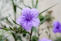 Purple Ruellia Blooming