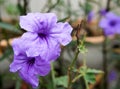 Purple Ruellia Blooming