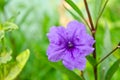 Purple ruellia flower Royalty Free Stock Photo