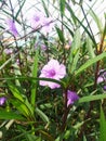 purple ruellia flower