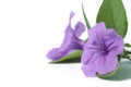 Purple Ruellia flower and green leafs on an isolated background