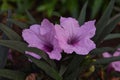 pink Ruellia humilis flower in the garden