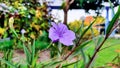 A purple ruellia simplex flower photographed at close range Royalty Free Stock Photo