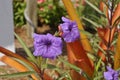 Purple Ruellia simplex flowering plant in Sanibel Island, Miami, USA