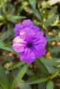 Purple Ruellia Simplex Flowers