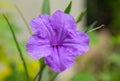 A Purple ruellia squarrosa or Wild petunias