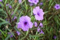 Purple ruellia tuberosa flower