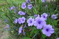 Purple ruellia tuberosa flowers are blooming full of trees in garden